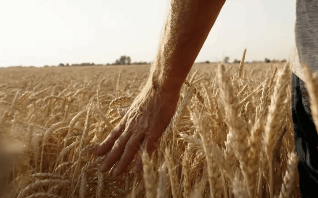 Wheat Field