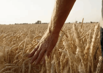 Wheat Field